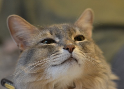 こころみたすペット思い出セレモニーにて葬儀したペットちゃん | マリくん