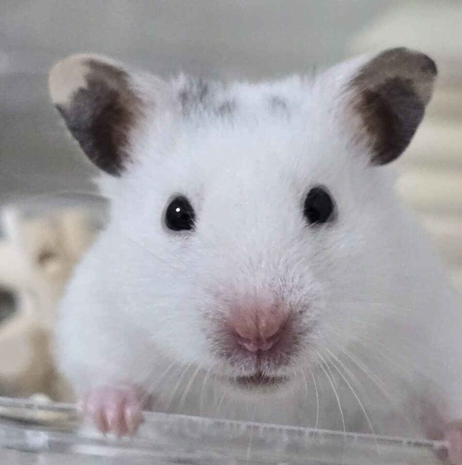 もちねちゃん | こころみたす ペット思い出セレモニー