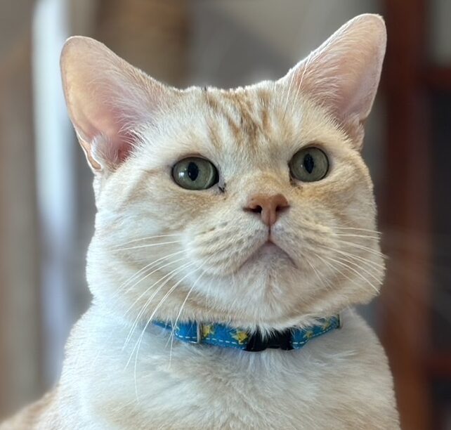 こころみたすペット思い出セレモニーにて葬儀したペットちゃん | なつくん