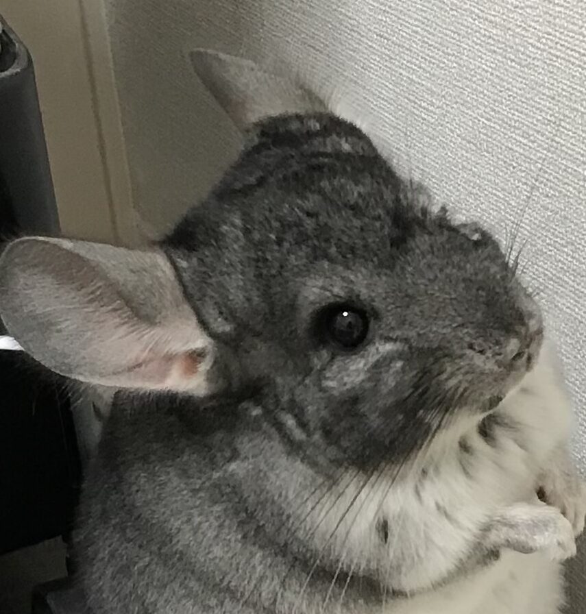 クッキーくん | こころみたす ペット思い出セレモニー