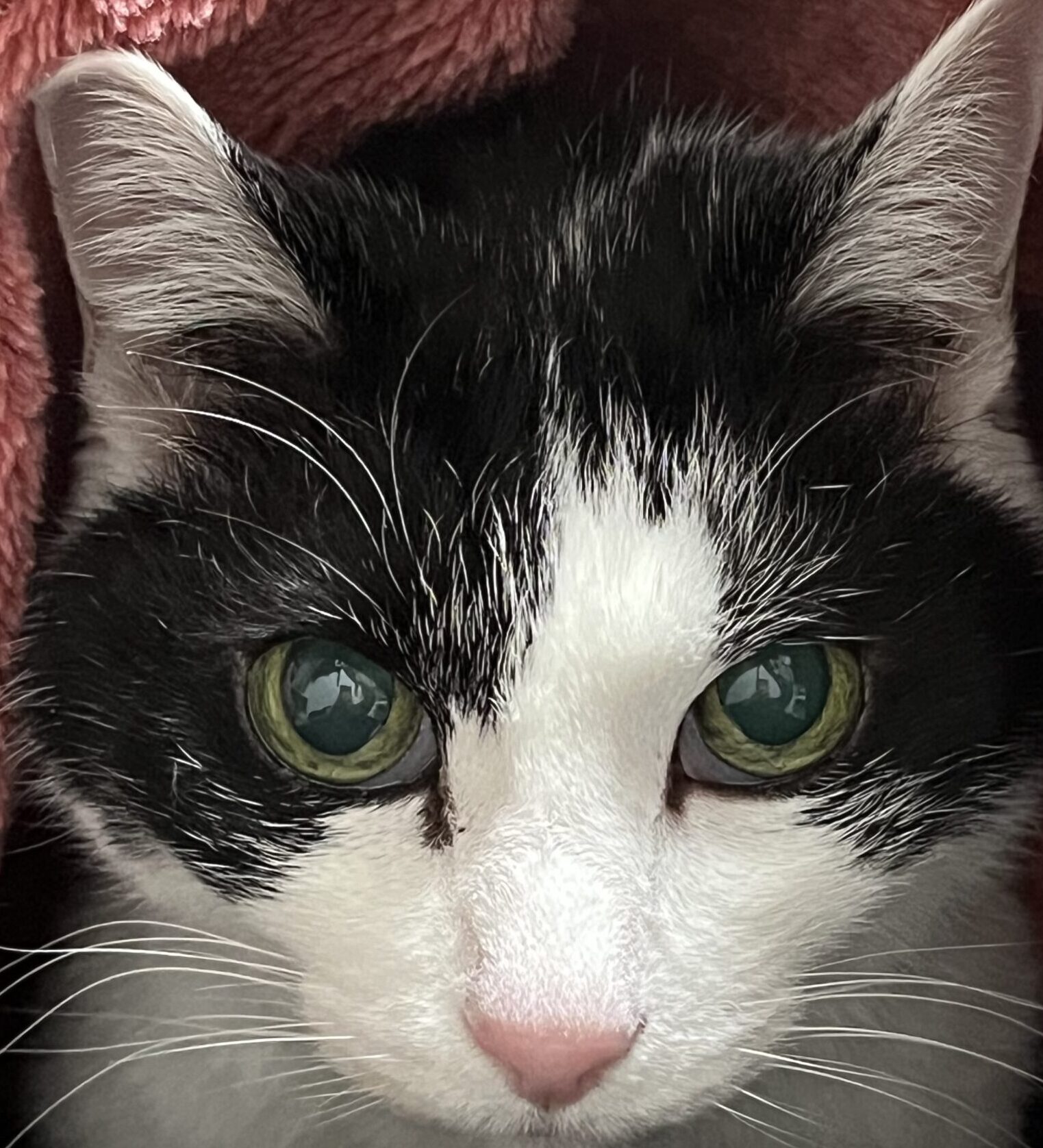 くろくん | こころみたす ペット思い出セレモニー