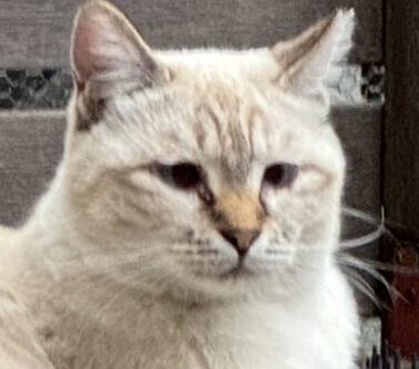 ちびちゃん | こころみたす ペット思い出セレモニー