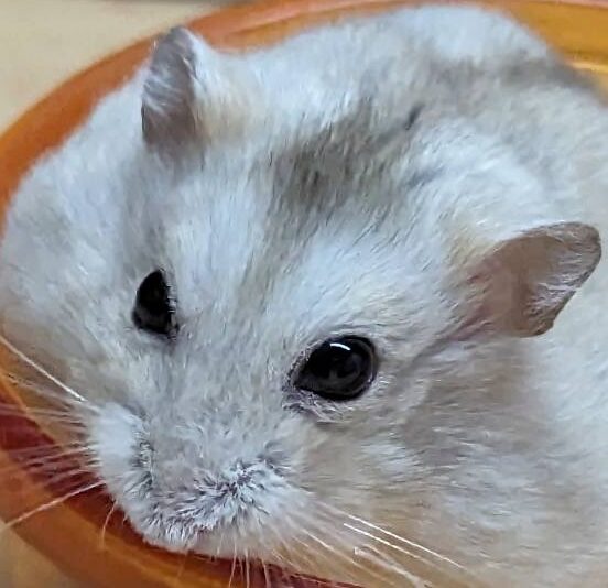 まるちゃん | こころみたす ペット思い出セレモニー