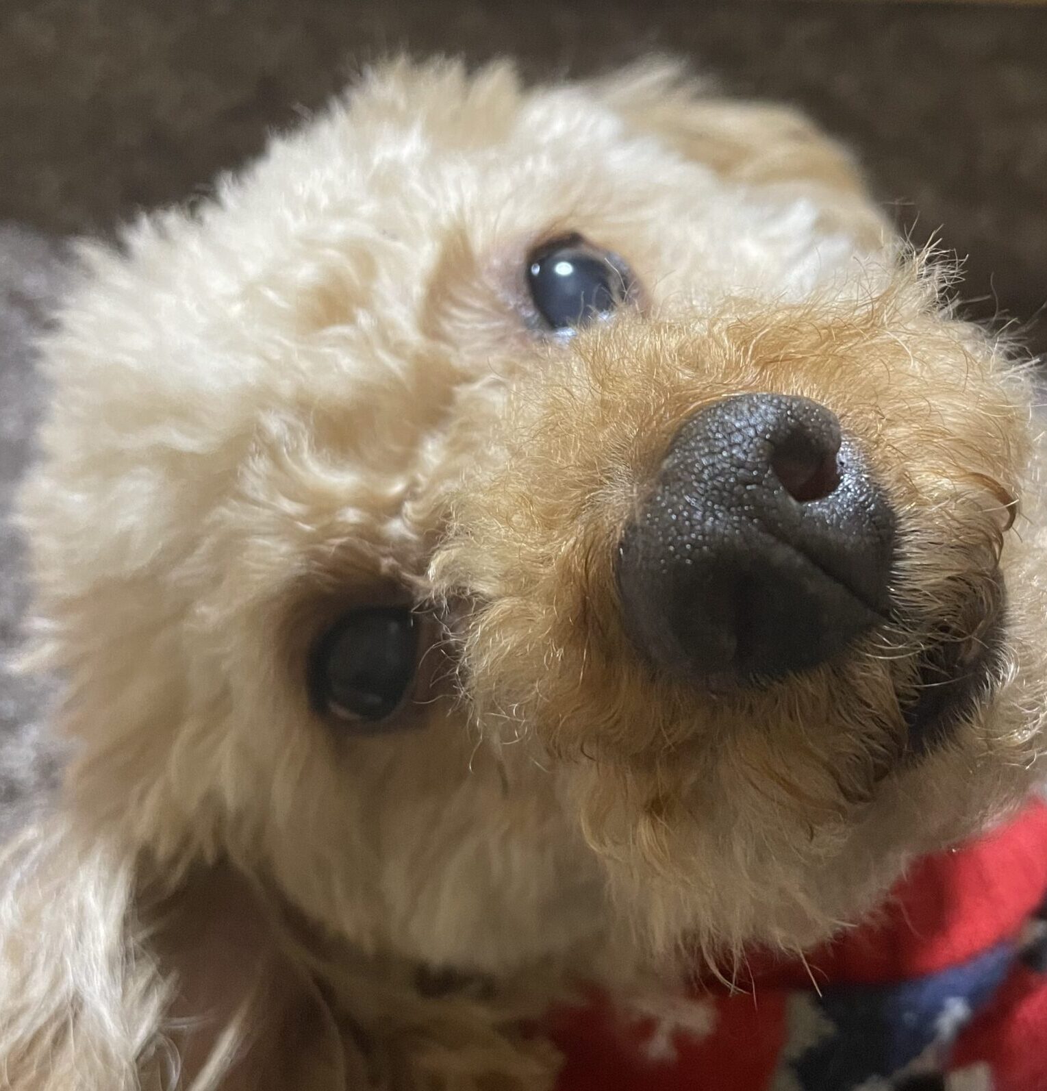 チョビくん | こころみたす ペット思い出セレモニー