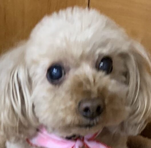 こころみたすペット思い出セレモニーにて葬儀したペットちゃん | ミニーオブスピネルクラブジェイピーちゃん