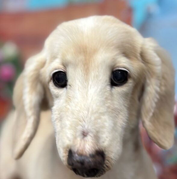 コテツくん | こころみたす ペット思い出セレモニー