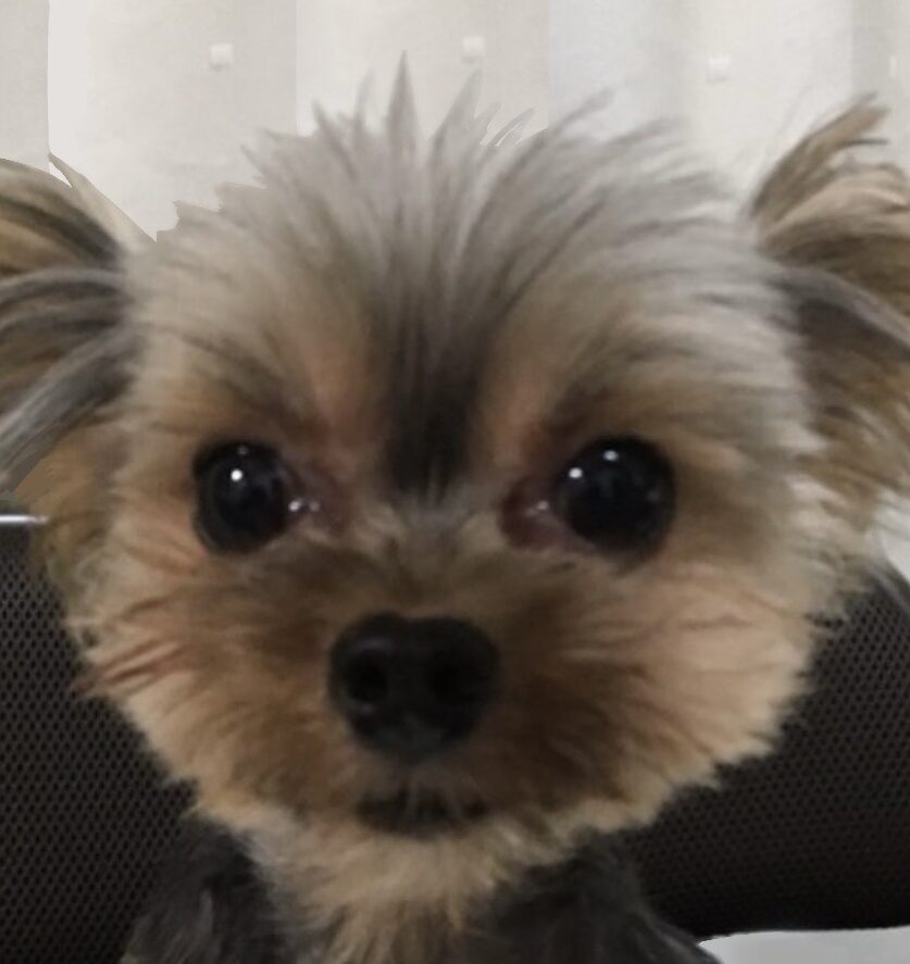 テートくん | こころみたす ペット思い出セレモニー