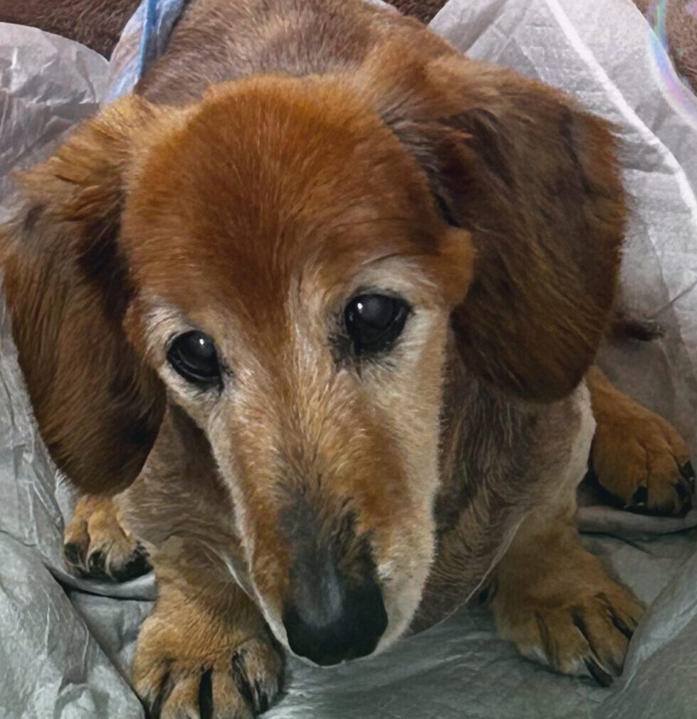 こころみたすペット思い出セレモニーにて葬儀したペットちゃん | のんくん