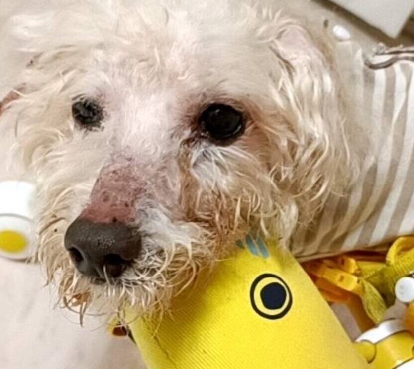 ちょこたんくん | こころみたす ペット思い出セレモニー