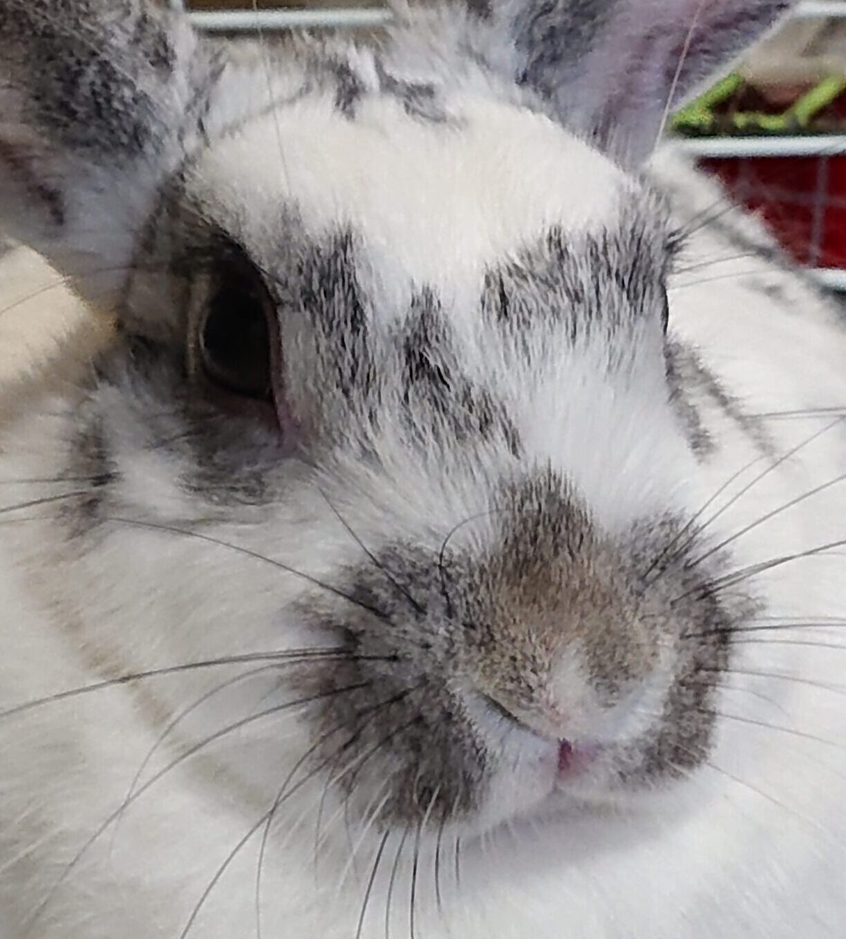 こころみたすペット思い出セレモニーにて葬儀したペットちゃん | ブブちゃん