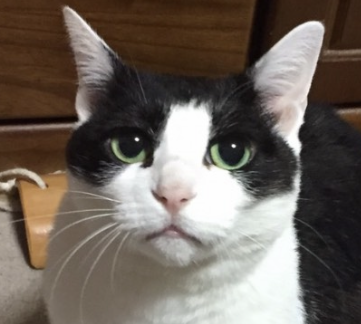 こころみたすペット思い出セレモニーにて葬儀したペットちゃん | ビビちゃん