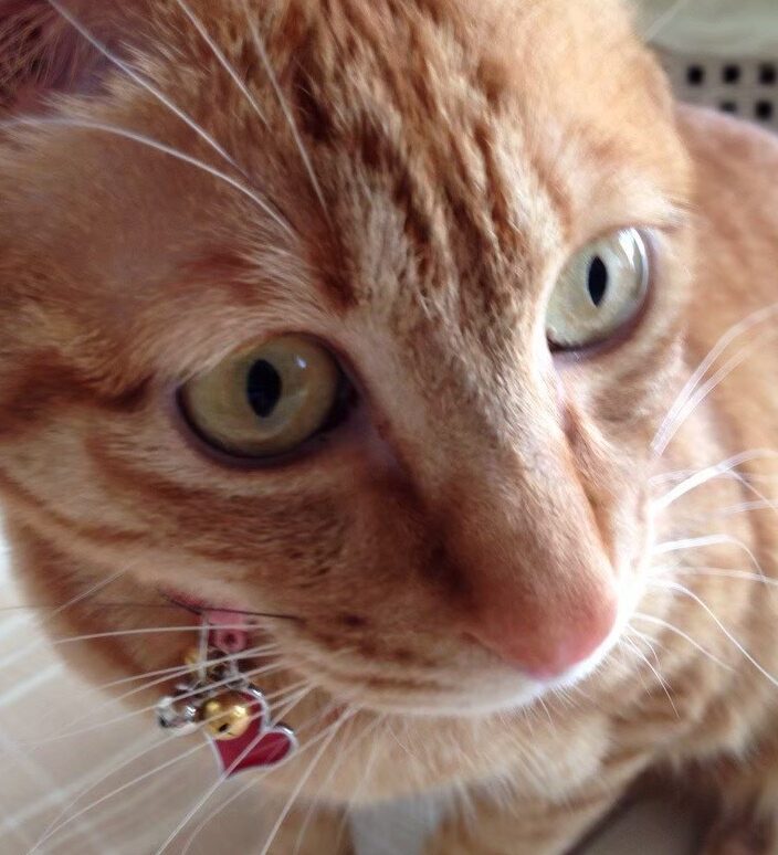 アルトくん | こころみたす ペット思い出セレモニー