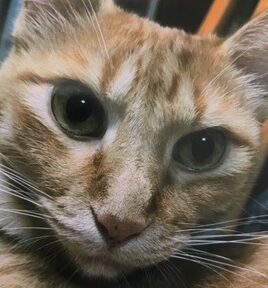 ももたくん | こころみたす ペット思い出セレモニー