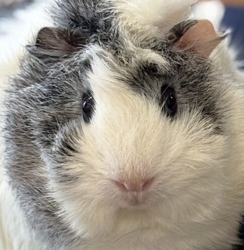 ぽぽちゃん | こころみたす ペット思い出セレモニー