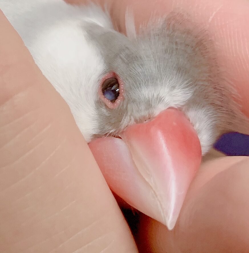 初ちゃん | こころみたす ペット思い出セレモニー