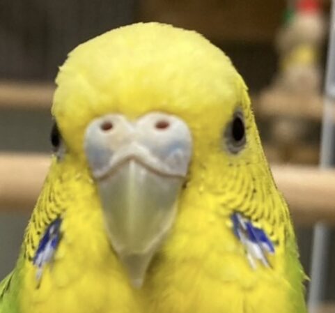 こころみたすペット思い出セレモニーにて葬儀したペットちゃん | 姫菜ちゃん