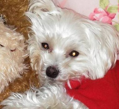 メルちゃん | こころみたす ペット思い出セレモニー