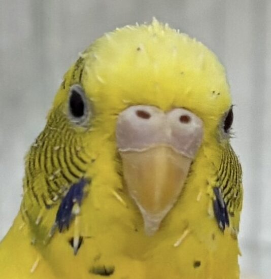 こころみたすペット思い出セレモニーにて葬儀したペットちゃん | チッチくん