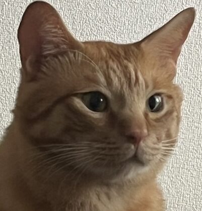 こえびくん | こころみたす ペット思い出セレモニー