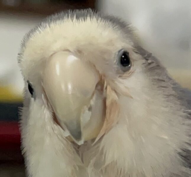 ささみくん | こころみたす ペット思い出セレモニー