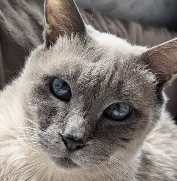 ショコラくん | こころみたす ペット思い出セレモニー