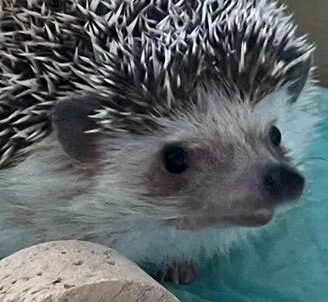 べりるちゃん | こころみたす ペット思い出セレモニー