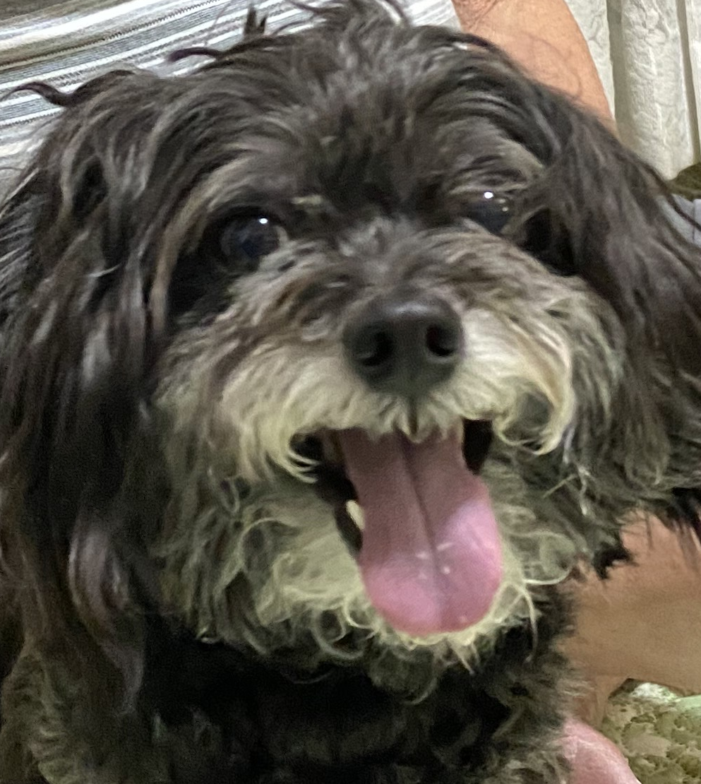 コロくん | こころみたす ペット思い出セレモニー