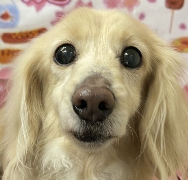 こころみたすペット思い出セレモニーにて葬儀したペットちゃん | 小春ちゃん