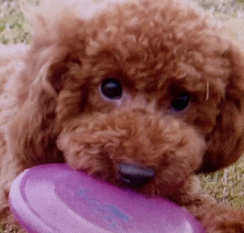 こころみたすペット思い出セレモニーにて葬儀したペットちゃん | コジロウくん