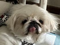 シンバくん | こころみたす ペット思い出セレモニー