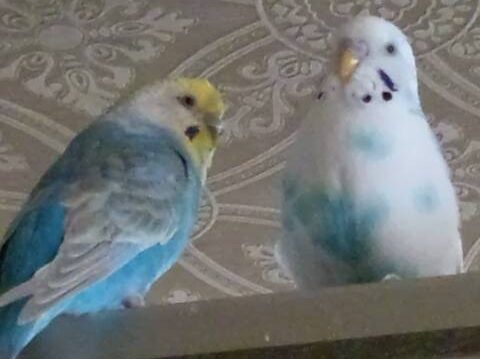 こころみたすペット思い出セレモニーにて葬儀したペットちゃん | しろくん