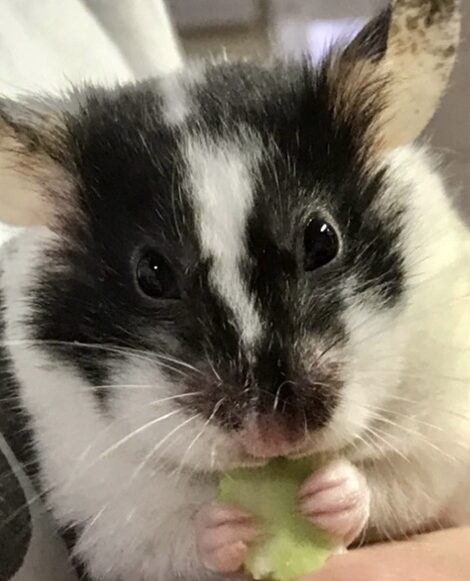 こころみたすペット思い出セレモニーにて葬儀したペットちゃん | 豆大福ちゃん