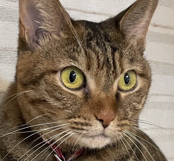 こむぎちゃん | こころみたす ペット思い出セレモニー