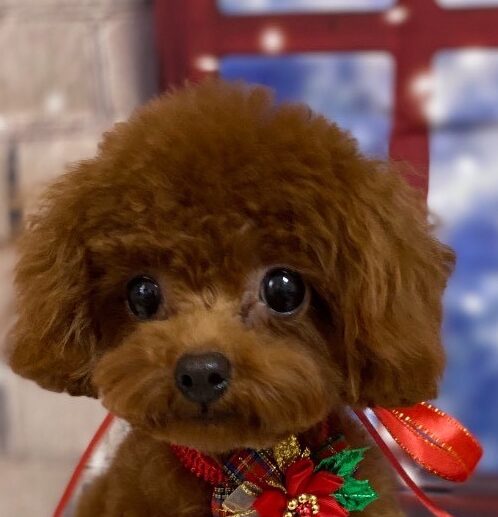 もあちゃん | こころみたす ペット思い出セレモニー