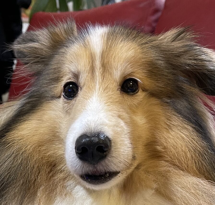 こころみたすペット思い出セレモニーにて葬儀したペットちゃん | ベルちゃん