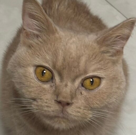 こころみたすペット思い出セレモニーにて葬儀したペットちゃん | ミーくん