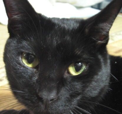 こころみたすペット思い出セレモニーにて葬儀したペットちゃん | クロマメくん