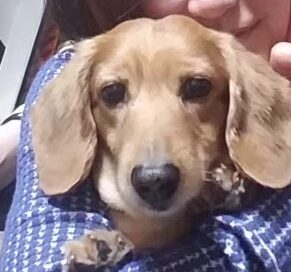 ちょこくん | こころみたす ペット思い出セレモニー