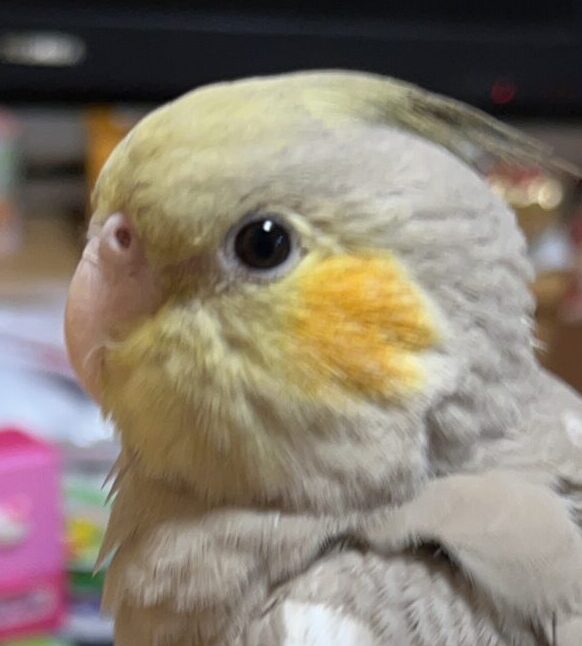 こころみたすペット思い出セレモニーにて葬儀したペットちゃん | 不明