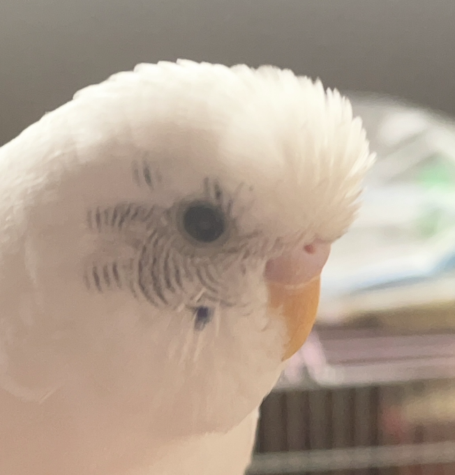 ヒロシちゃん | こころみたす ペット思い出セレモニー