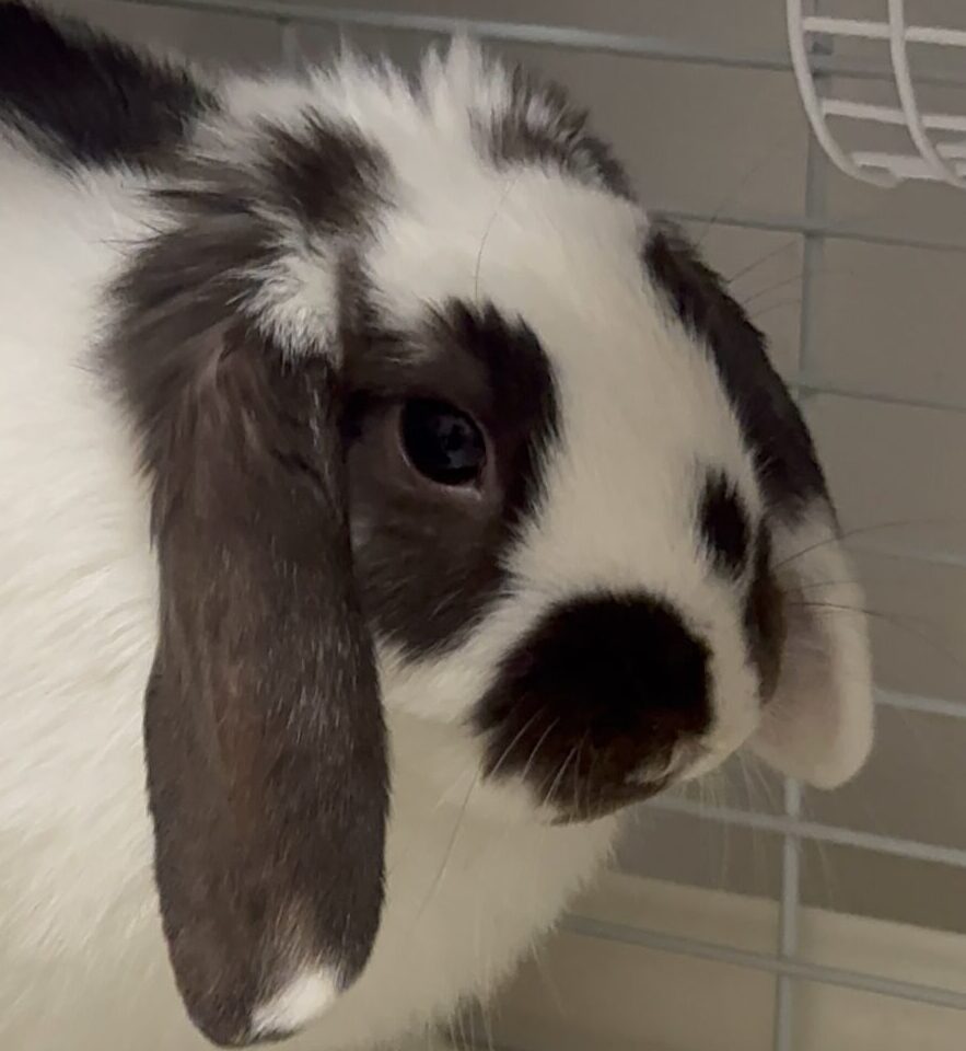 こころみたすペット思い出セレモニーにて葬儀したペットちゃん | こころちゃん