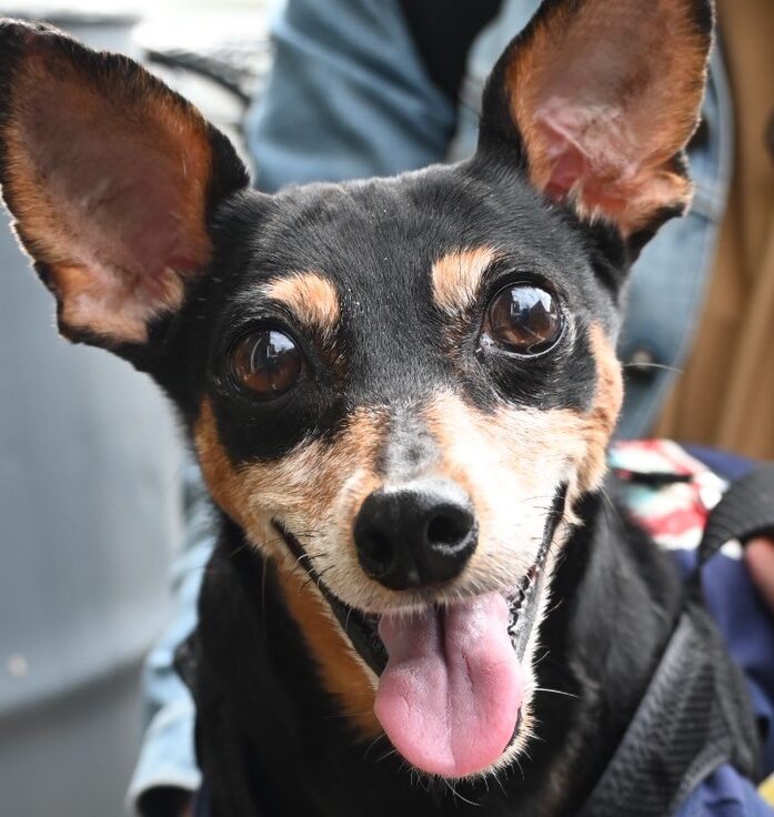 シンディちゃん | こころみたす ペット思い出セレモニー