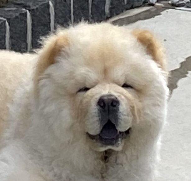 こころみたすペット思い出セレモニーにて葬儀したペットちゃん | だいふくくん