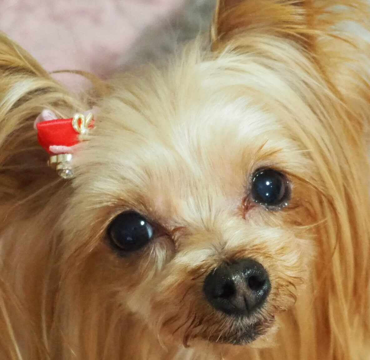 ラブちゃん | こころみたす ペット思い出セレモニー