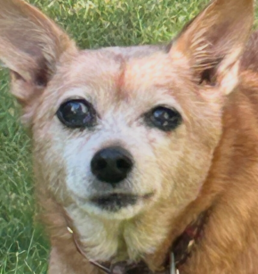 チャチャくん | こころみたす ペット思い出セレモニー