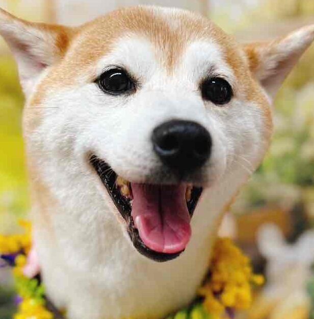 杏子ちゃん | こころみたす ペット思い出セレモニー