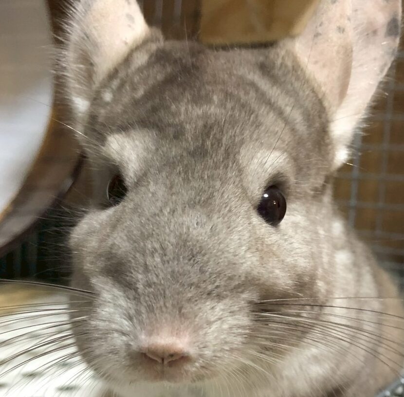 こころみたすペット思い出セレモニーにて葬儀したペットちゃん | ろいくん