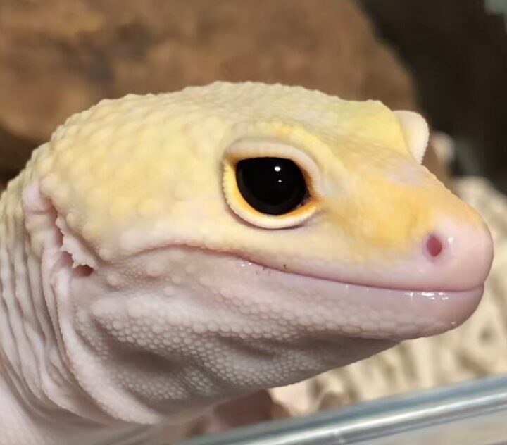 こころみたすペット思い出セレモニーにて葬儀したペットちゃん | フィリップくん