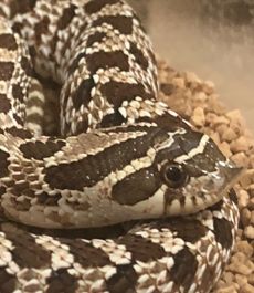 ニョロ吉くん | こころみたす ペット思い出セレモニー