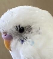 こころみたすペット思い出セレモニーにて葬儀したペットちゃん | しぃくん